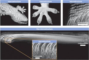 Micro_and_nano_view_of_geckos_toe1-300x203